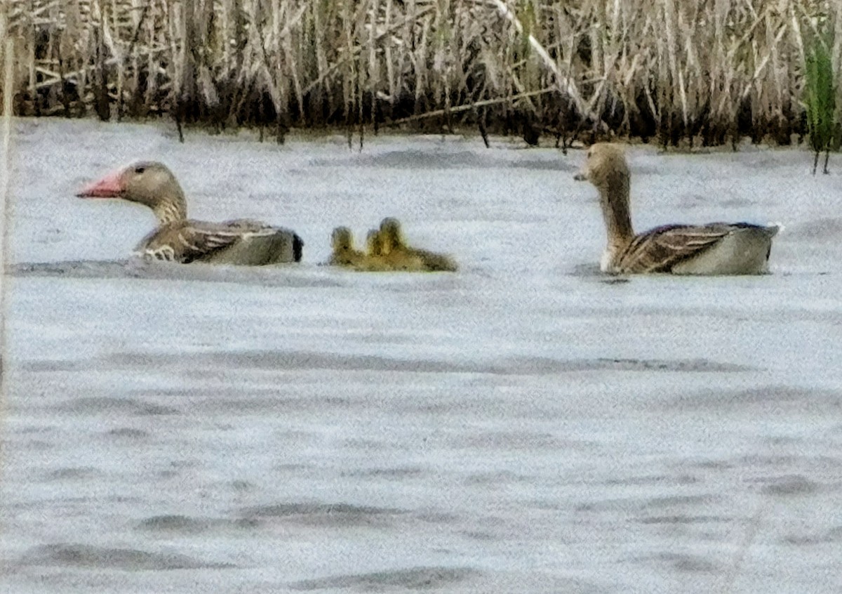 Graylag Goose - ML617665775