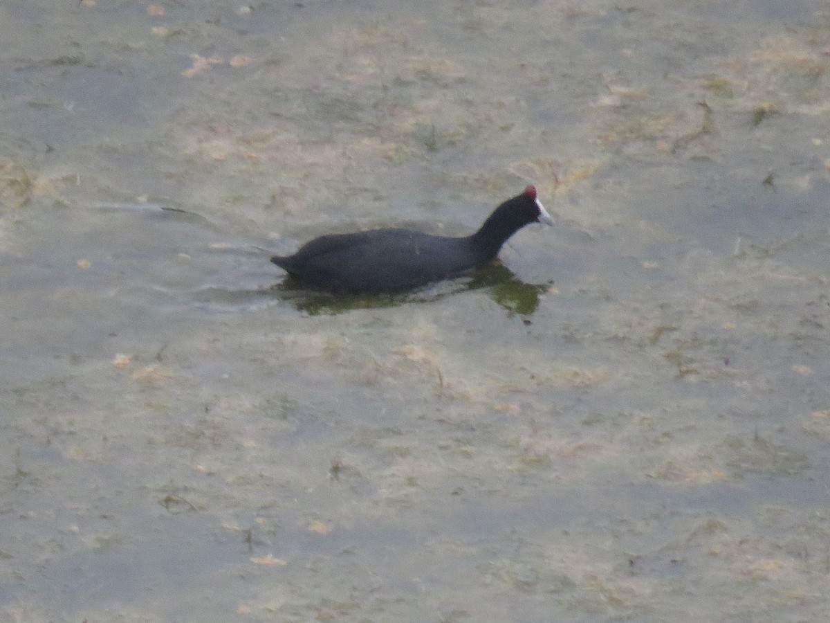 Red-knobbed Coot - ML617665828