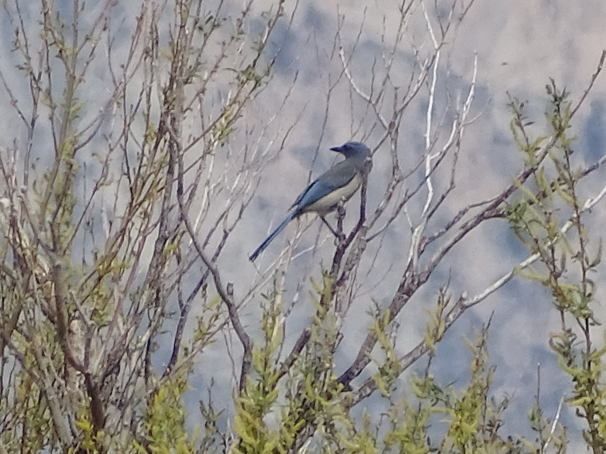 Woodhouse's Scrub-Jay - Chris Howard