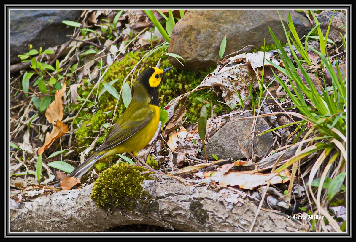 Hooded Warbler - ML617665846