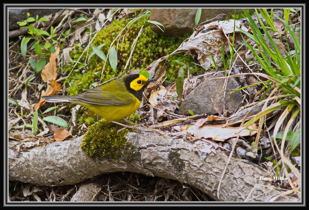 Hooded Warbler - ML617665847