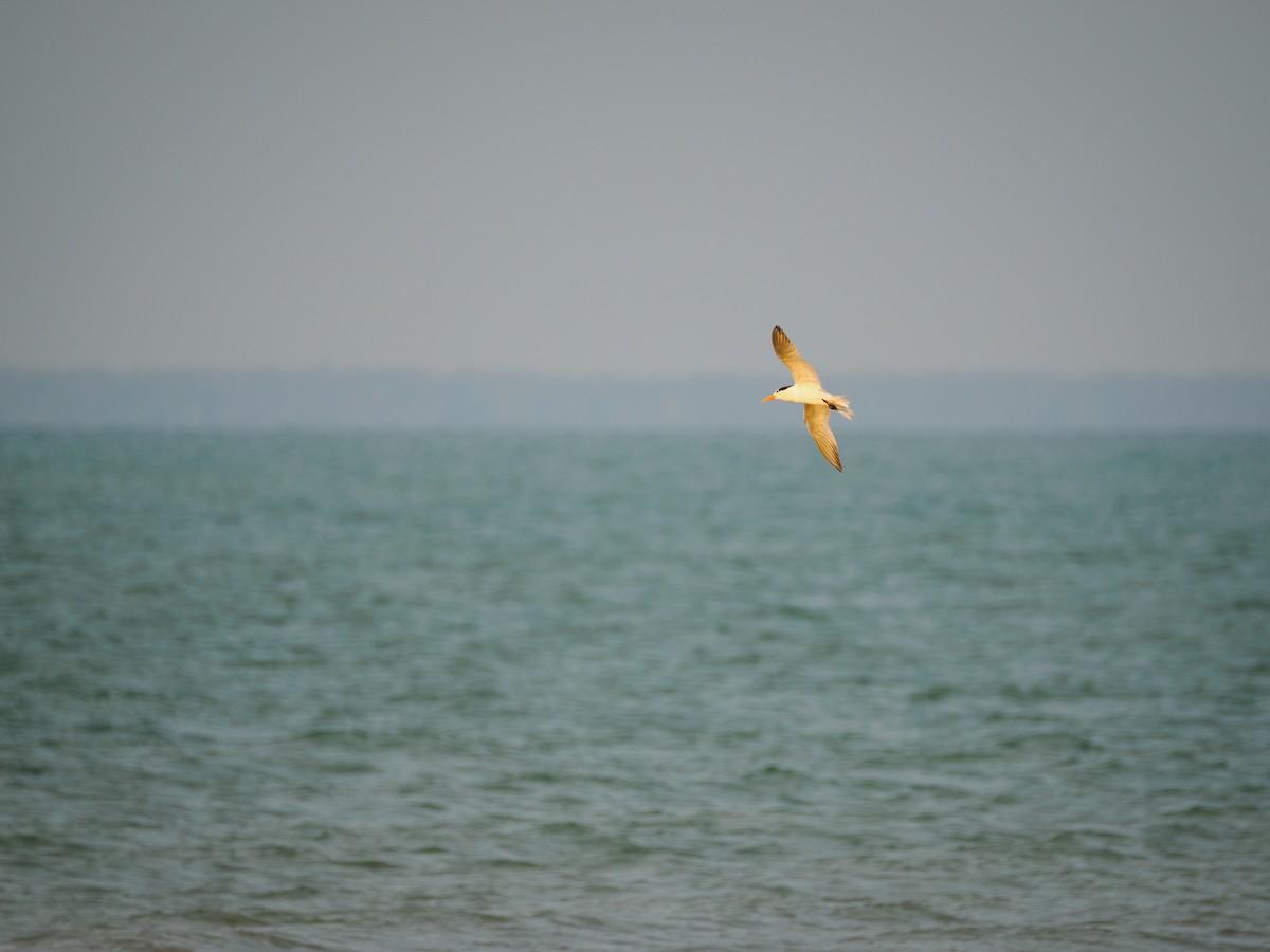 Lesser Crested Tern - ML617665853