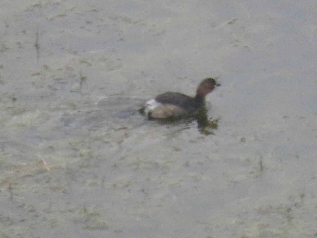 Little Grebe (Little) - ML617665863