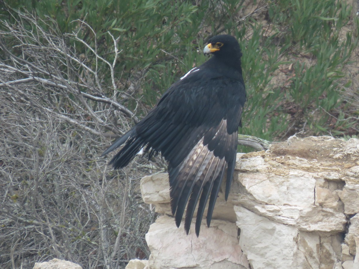 Verreaux's Eagle - Gareth Bain