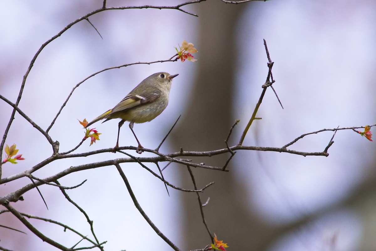 Ruby-crowned Kinglet - Greg Miller