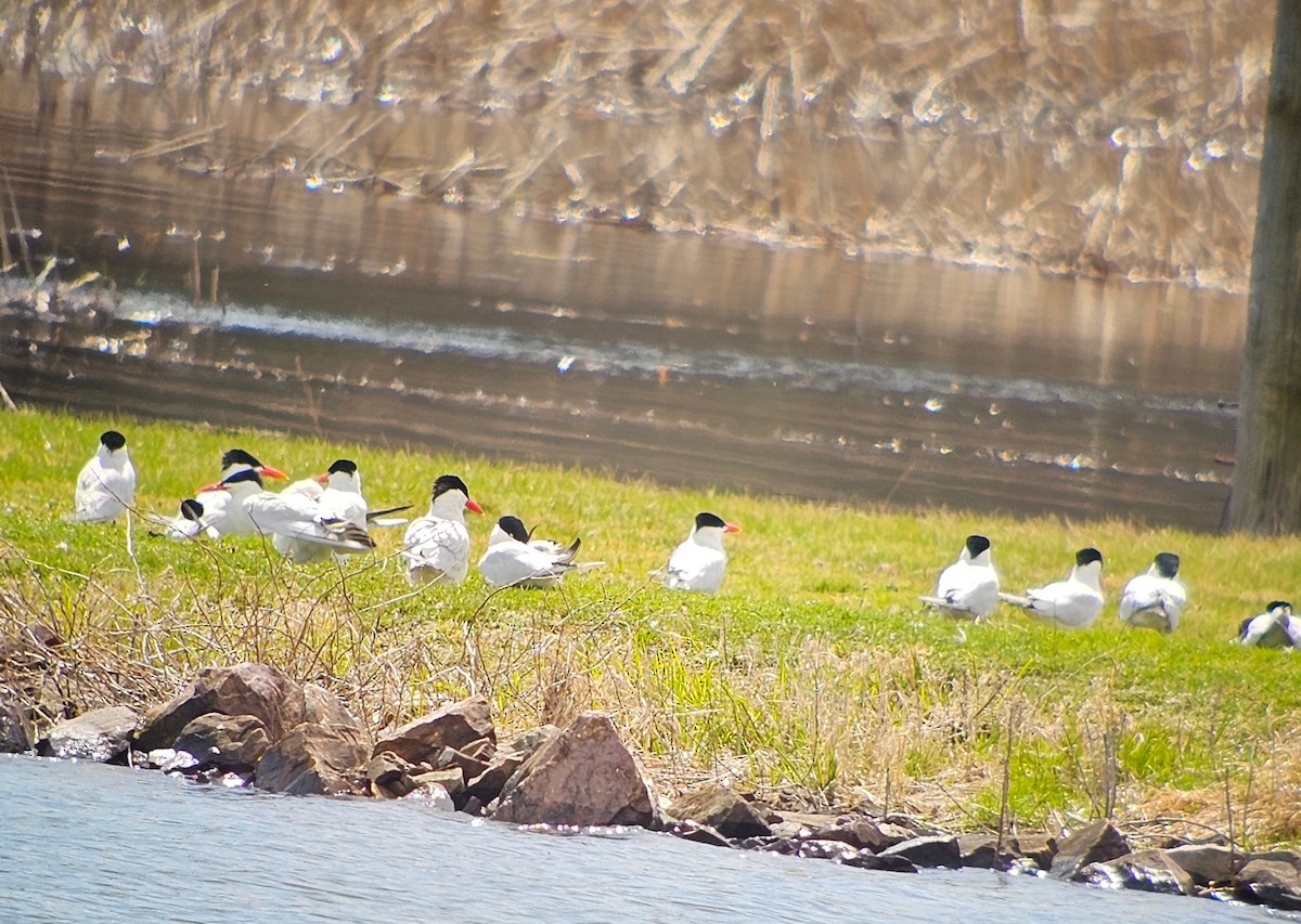 Caspian Tern - ML617665921