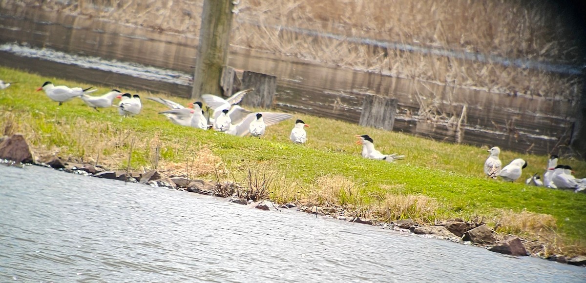 Caspian Tern - ML617665923