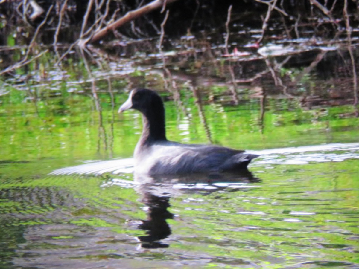 American Coot - ML617665974