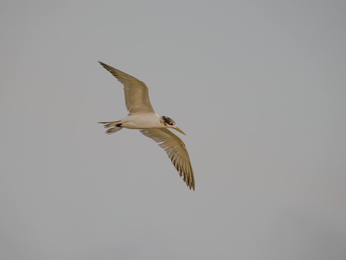 Great Crested Tern - ML617666017