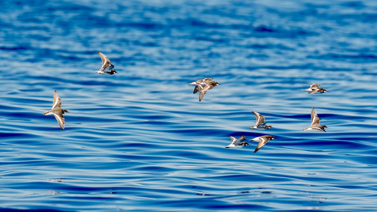 Red-necked Phalarope - ML617666043