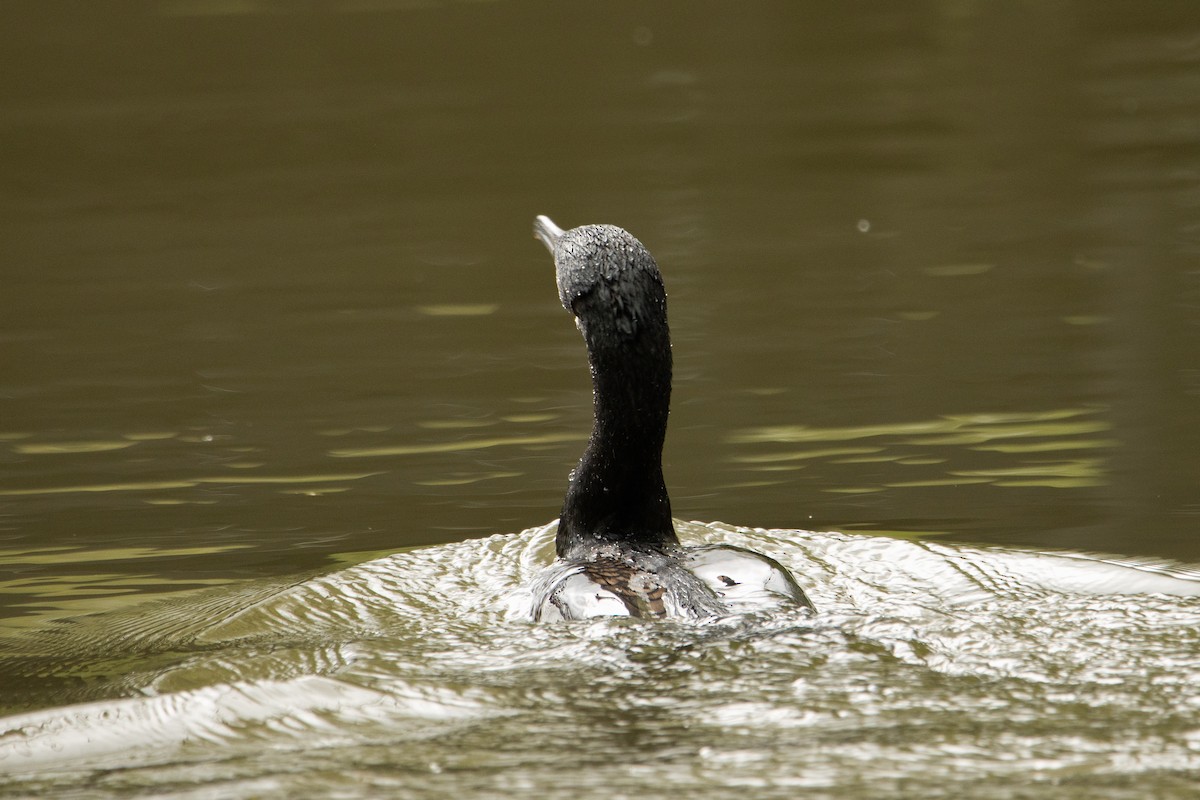 Great Cormorant - Letty Roedolf Groenenboom