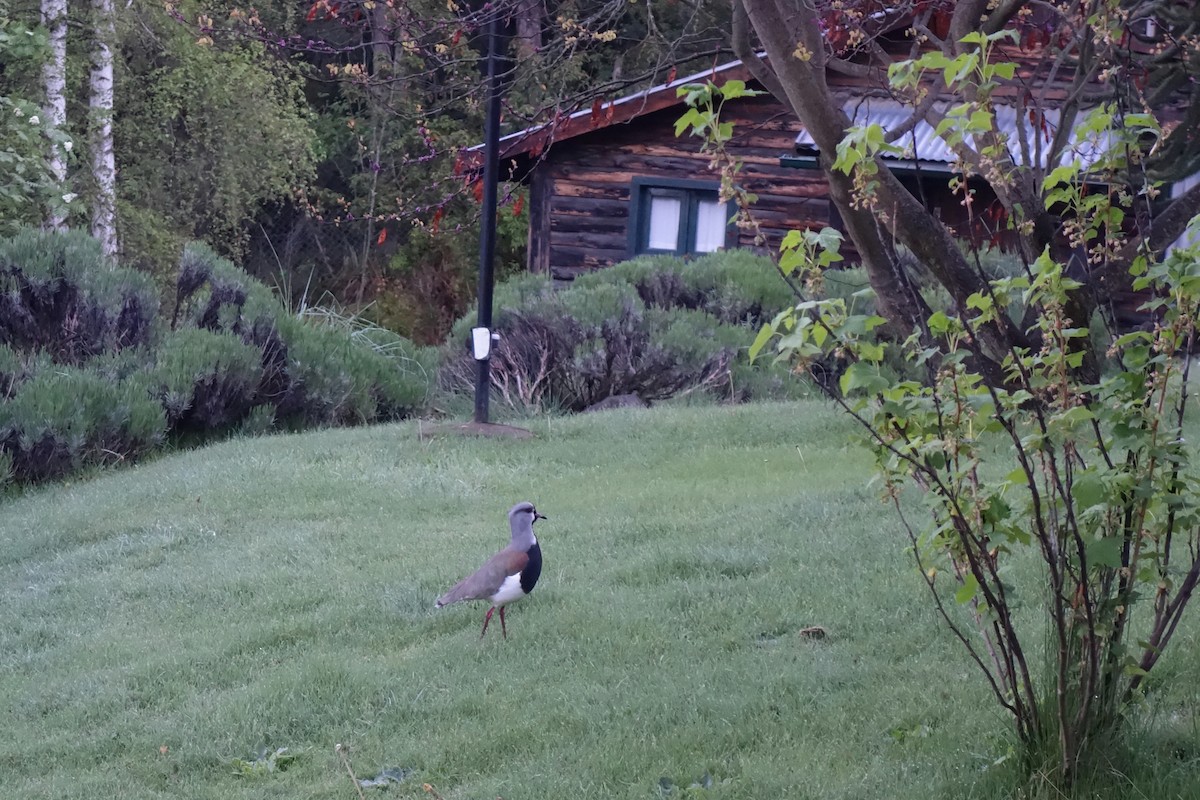 Southern Lapwing - ML617666078