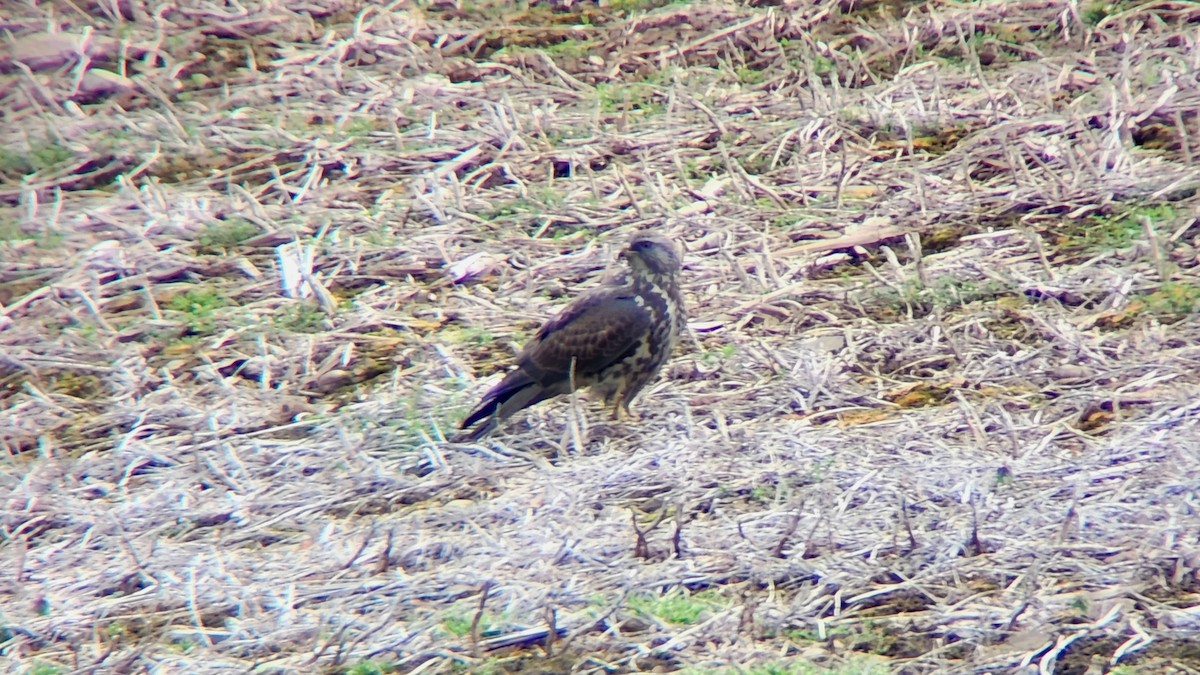 Swainson's Hawk - ML617666122