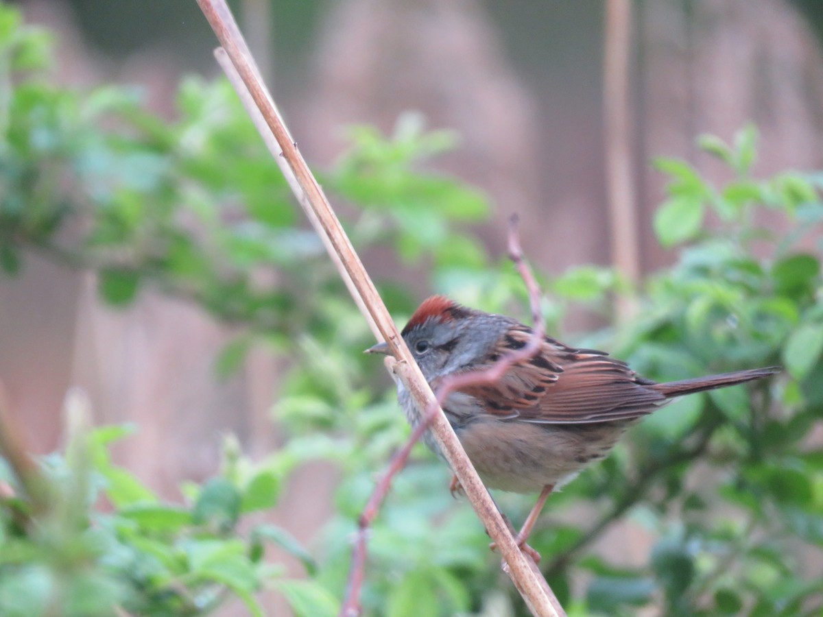 Swamp Sparrow - ML617666130
