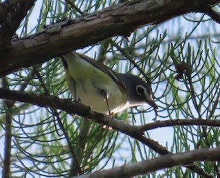 Blue-headed Vireo - ML617666135