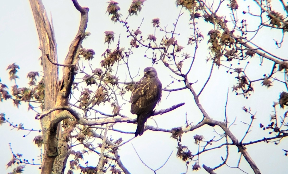Swainson's Hawk - ML617666140