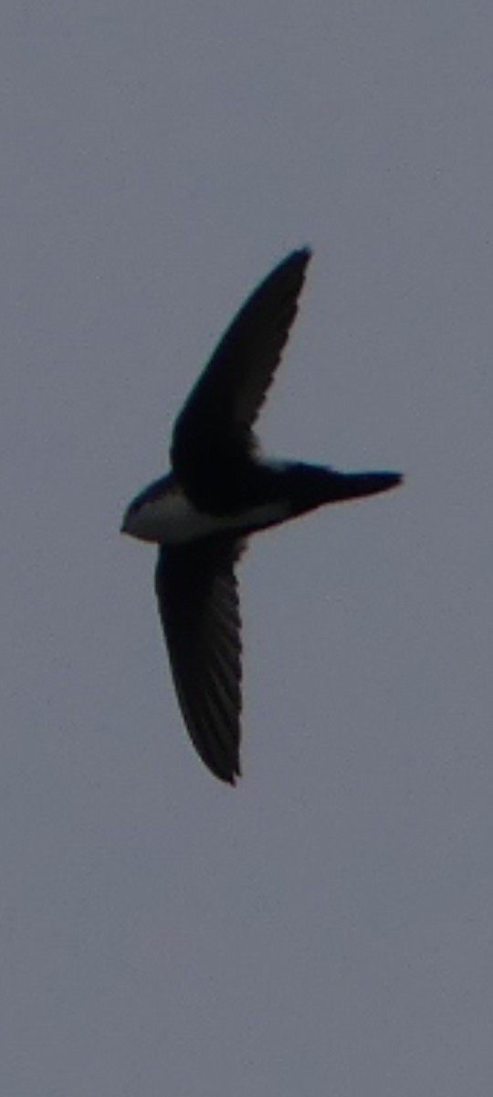 White-throated Swift - ML617666144