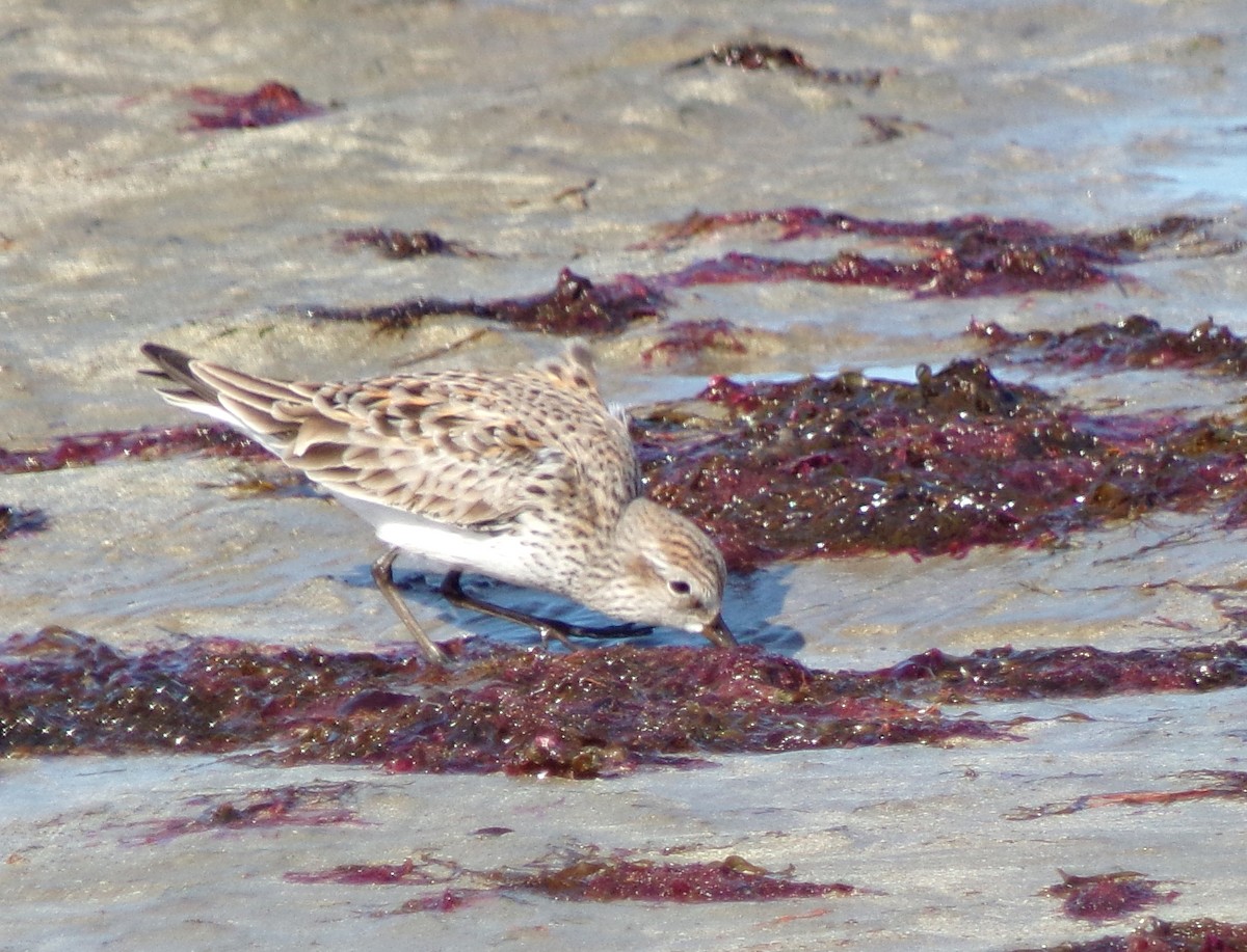 Weißbürzel-Strandläufer - ML617666157