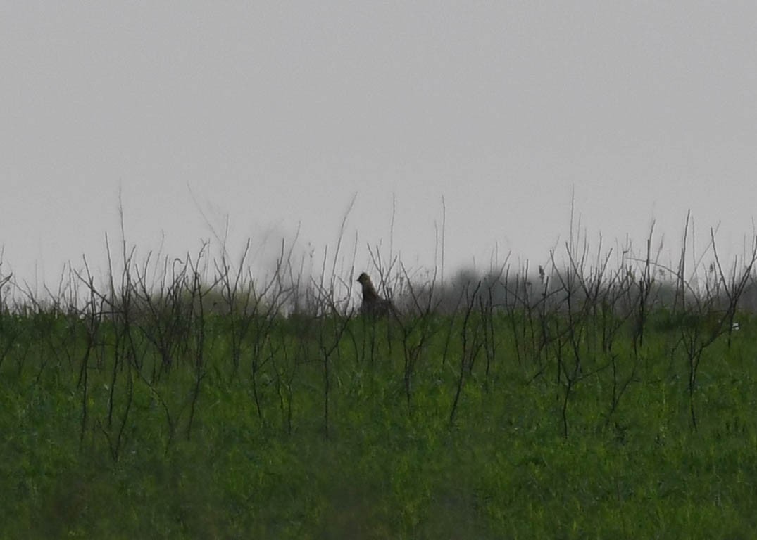 Gallo de las Praderas Grande - ML617666182