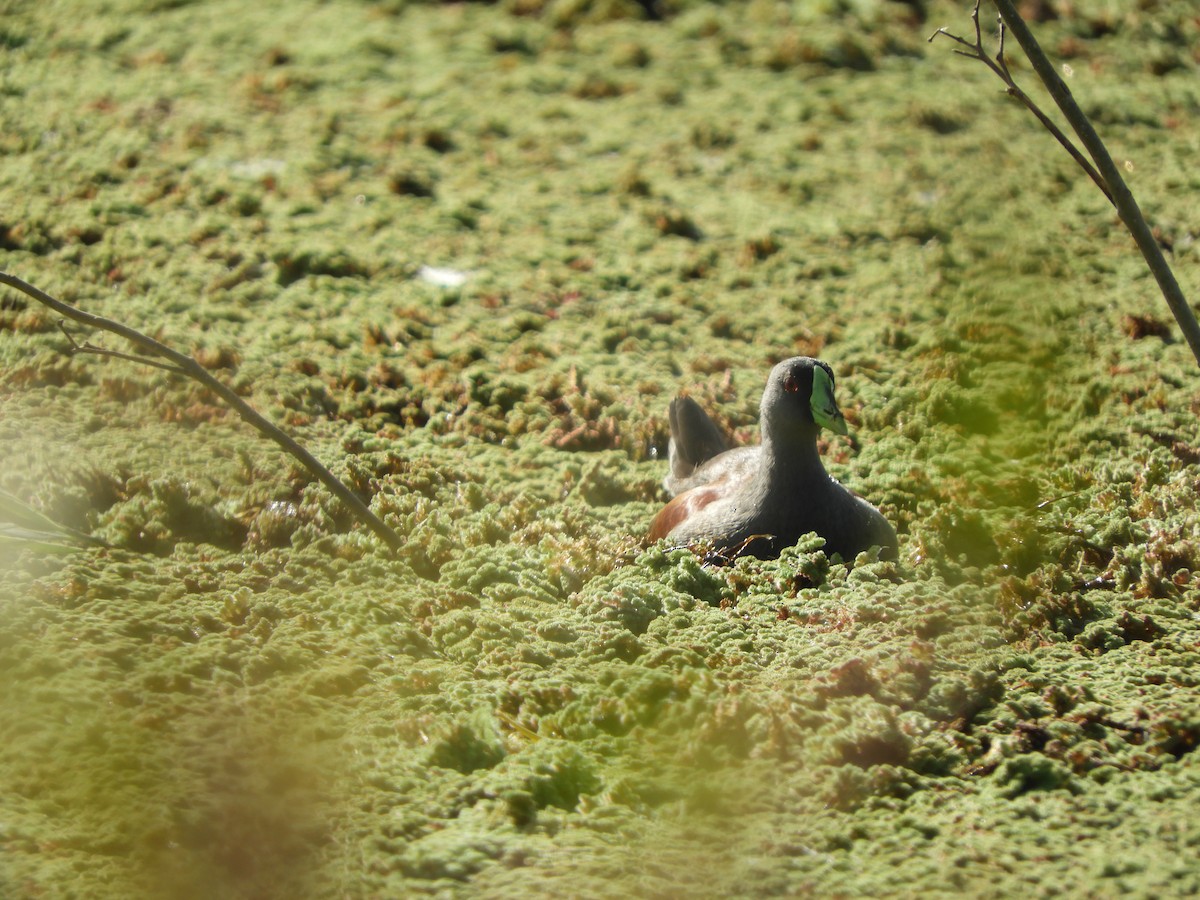 Spot-flanked Gallinule - Franco Palandri