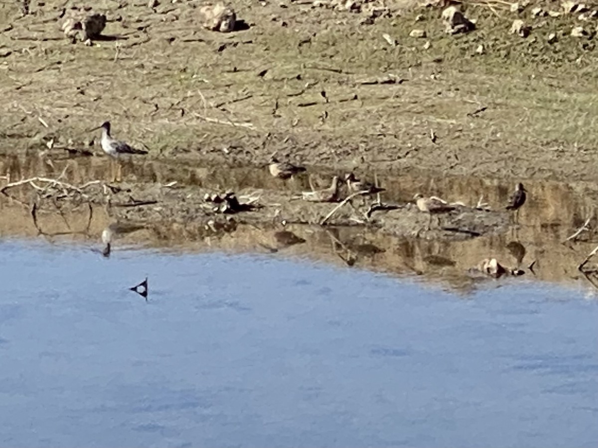 Long-billed Dowitcher - ML617666197