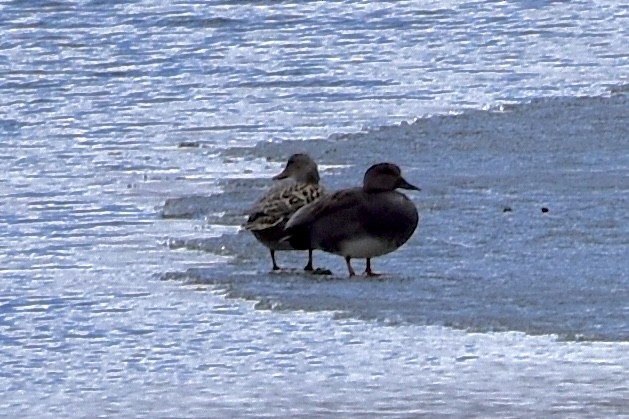 Gadwall - Tobi Gagné