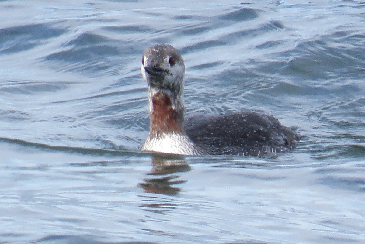 Red-throated Loon - Molly Sultany