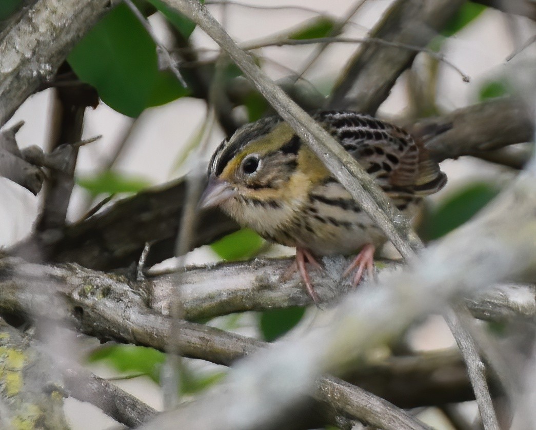 Henslow's Sparrow - ML617666253