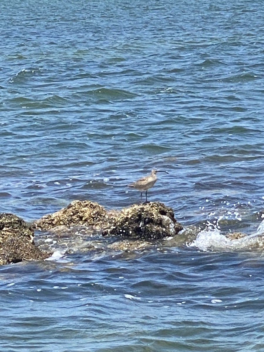 Whimbrel - ML617666268