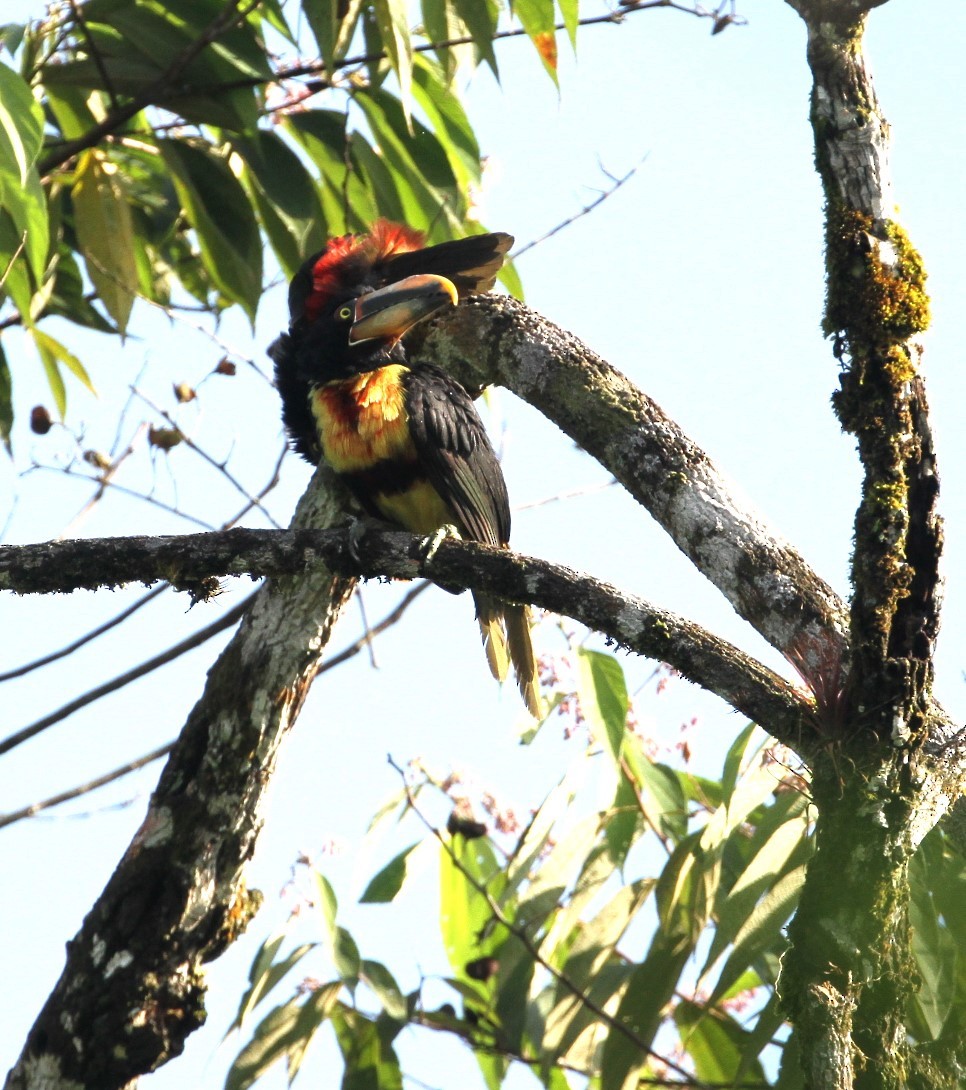 Collared Aracari - Gisèle Labonté