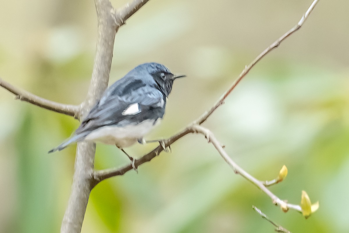 Black-throated Blue Warbler - ML617666289