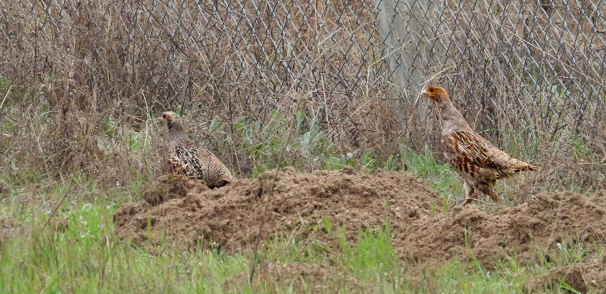 Gray Partridge - ML617666336