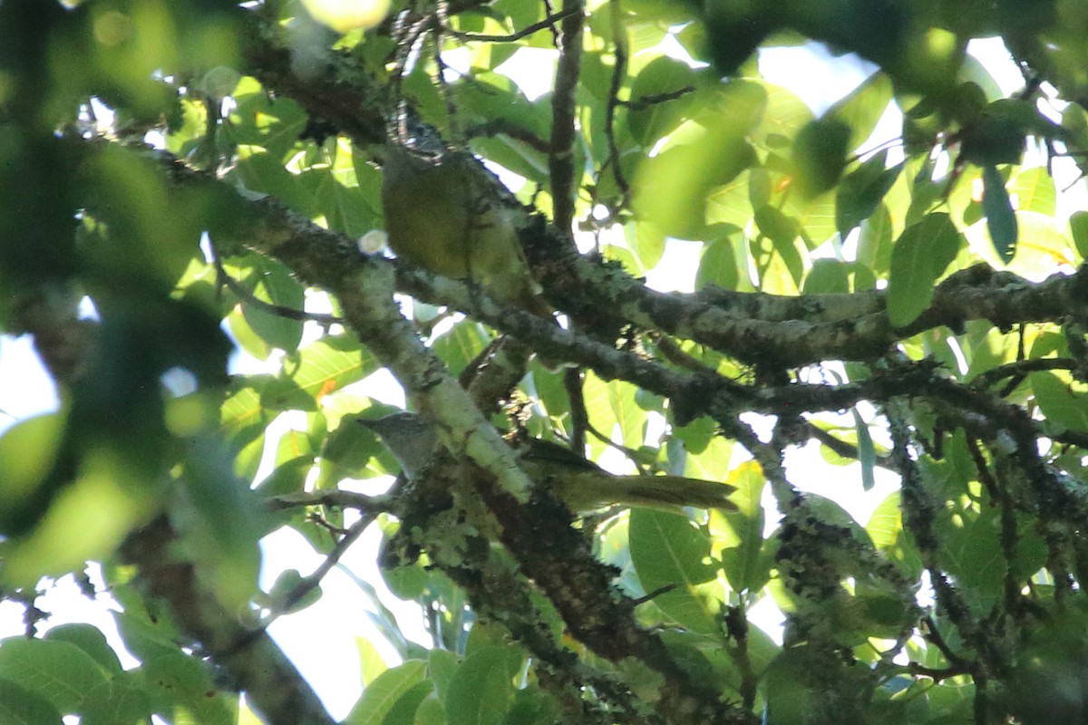 Bulbul à tête sombre - ML617666359