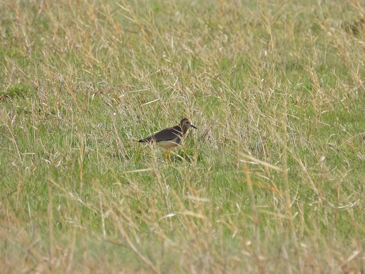 White-tailed Lapwing - Rojbin Yağmur Akkaya