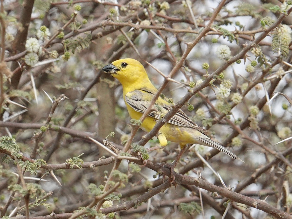 Arabian Golden Sparrow - ML617666367