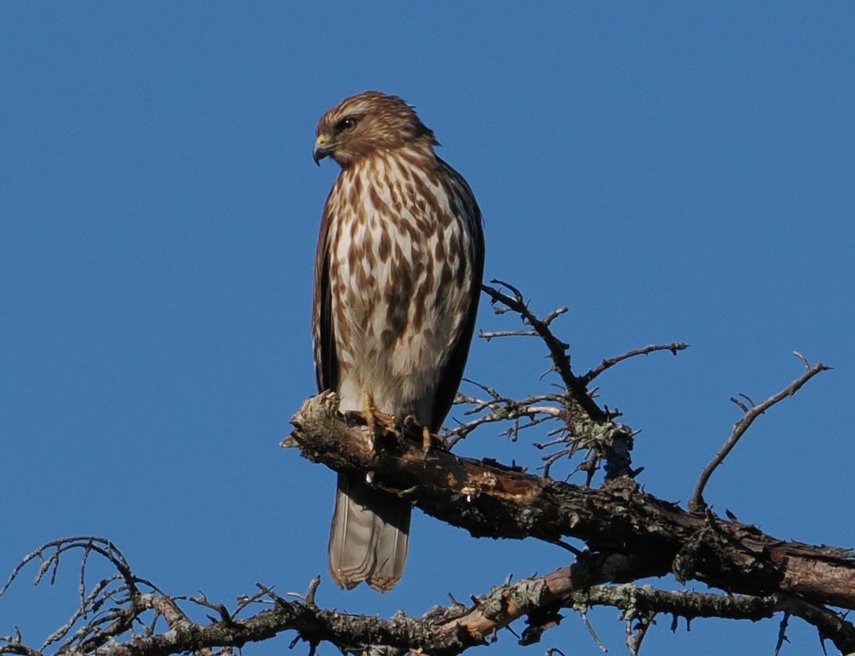 Red-shouldered Hawk - ML617666376