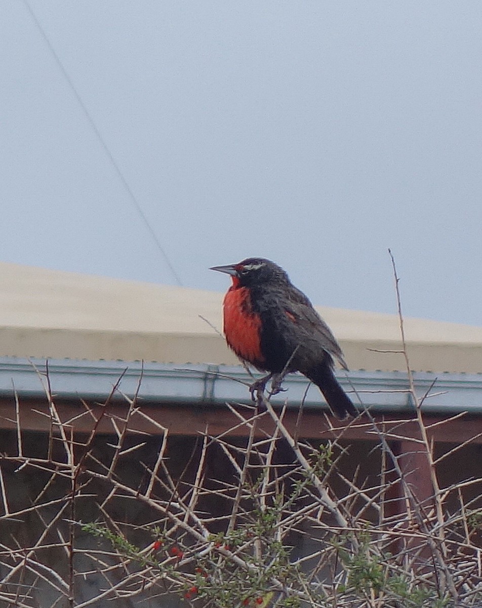 Long-tailed Meadowlark - Guy Poisson