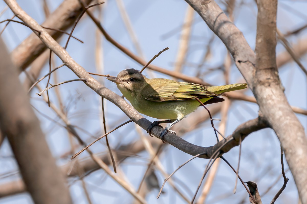 Black-whiskered Vireo - ML617666398