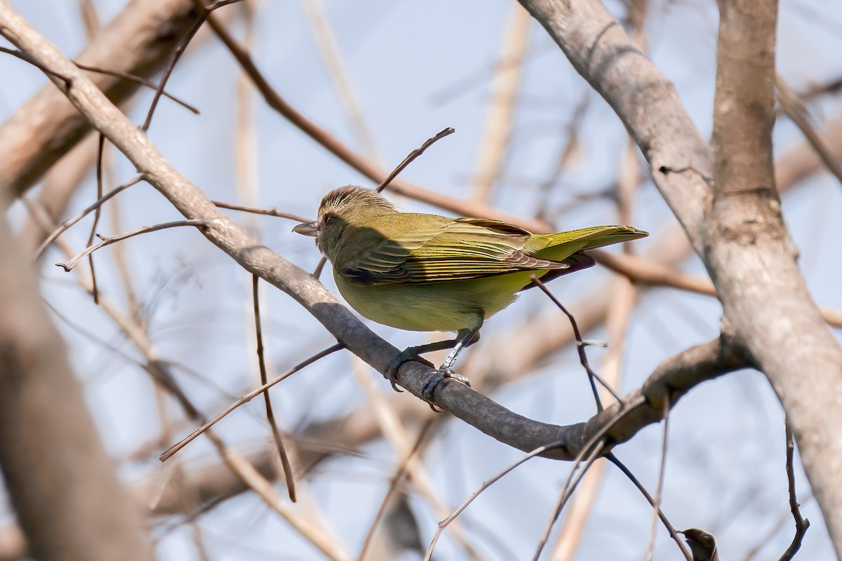 Black-whiskered Vireo - ML617666416