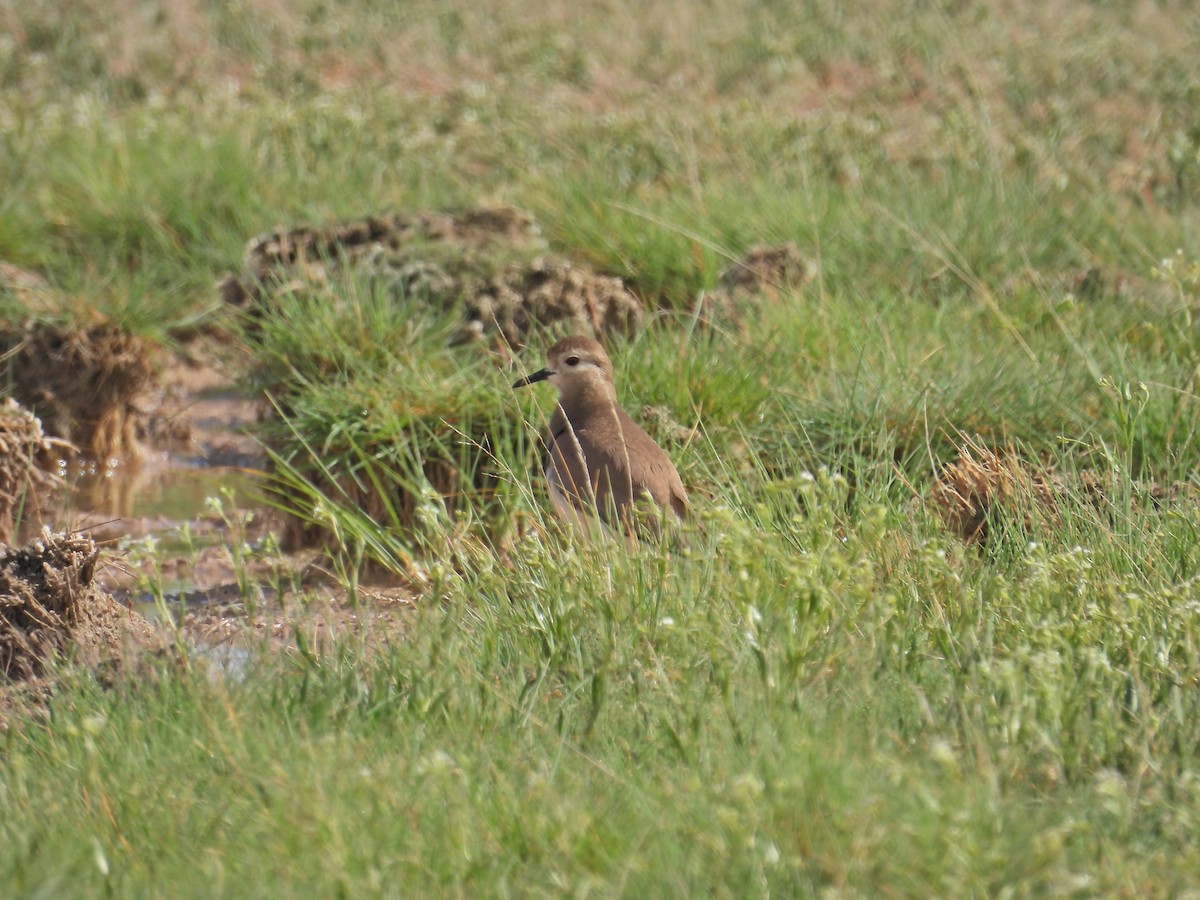 White-tailed Lapwing - ML617666433