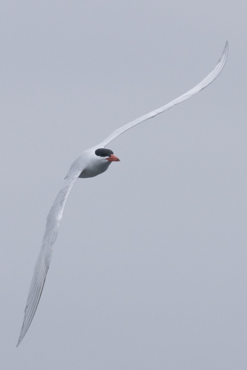 Caspian Tern - ML617666442