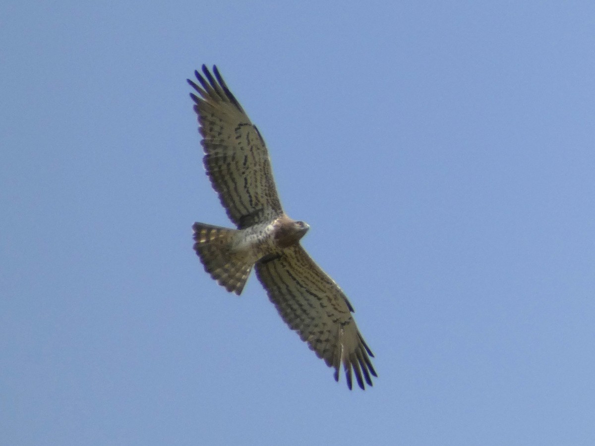 Short-toed Snake-Eagle - Flávio Oliveira