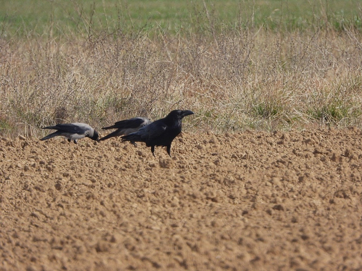 Common Raven - ML617666448