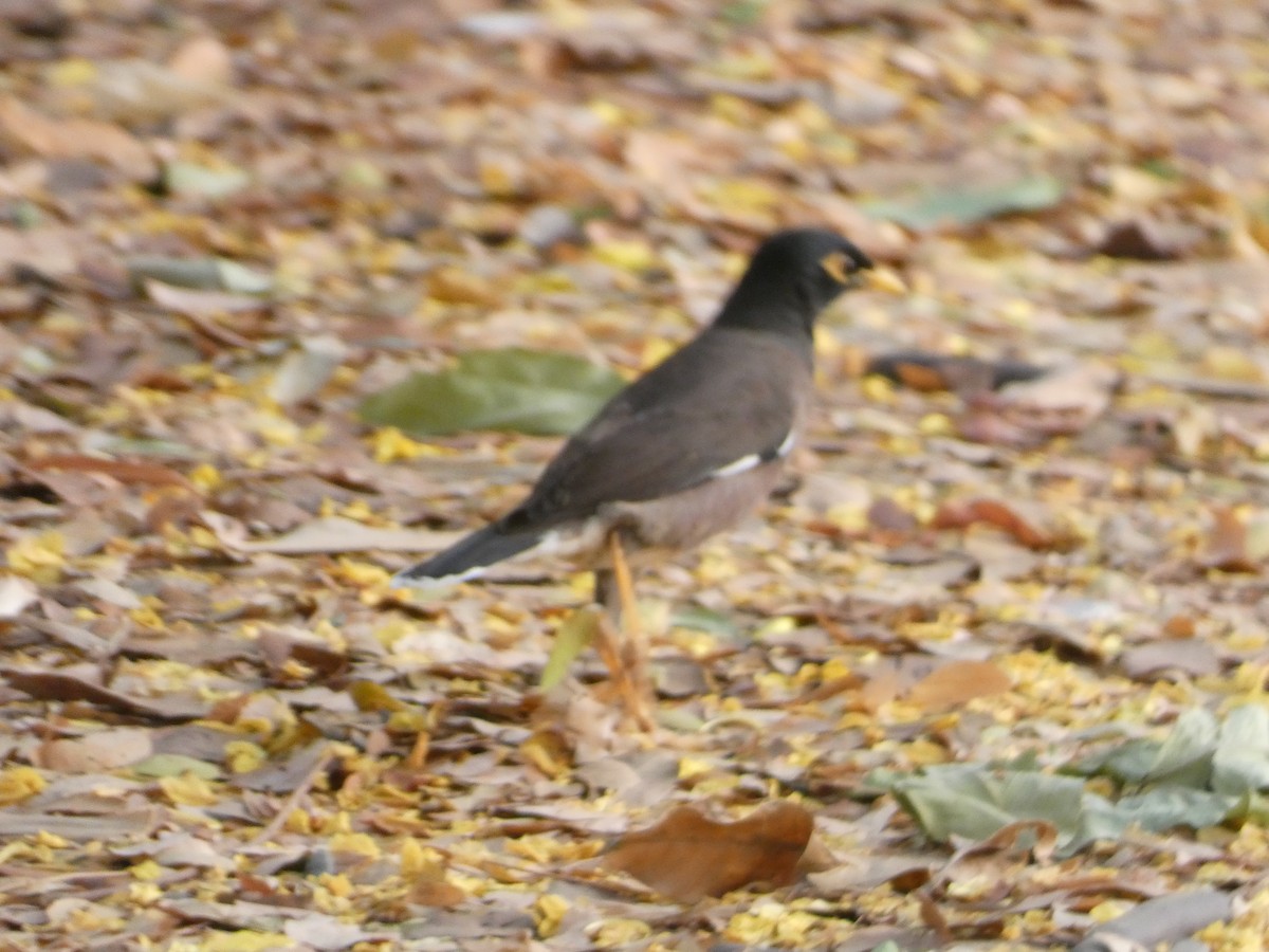 Common Myna - Mike Tuer