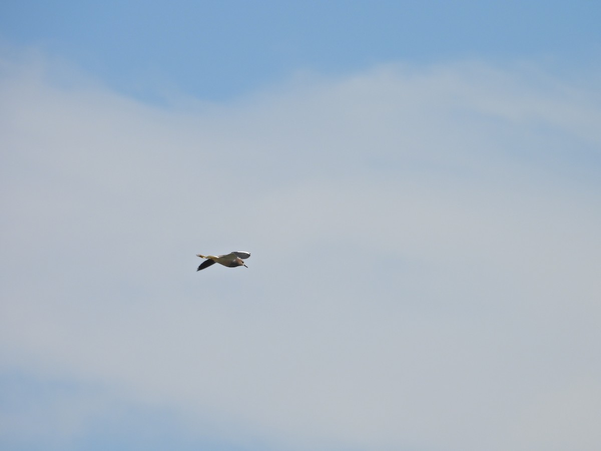 White-tailed Lapwing - ML617666478