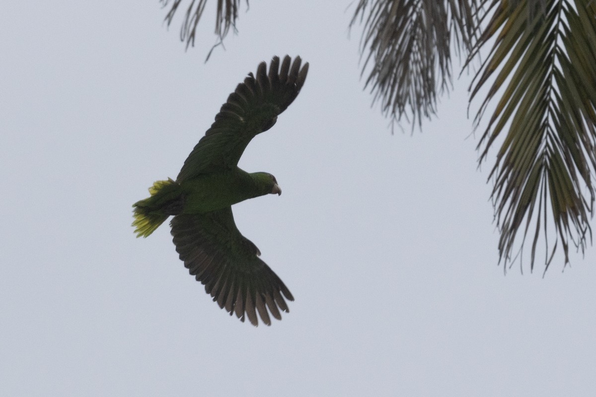 Amazona sp. - ML617666491