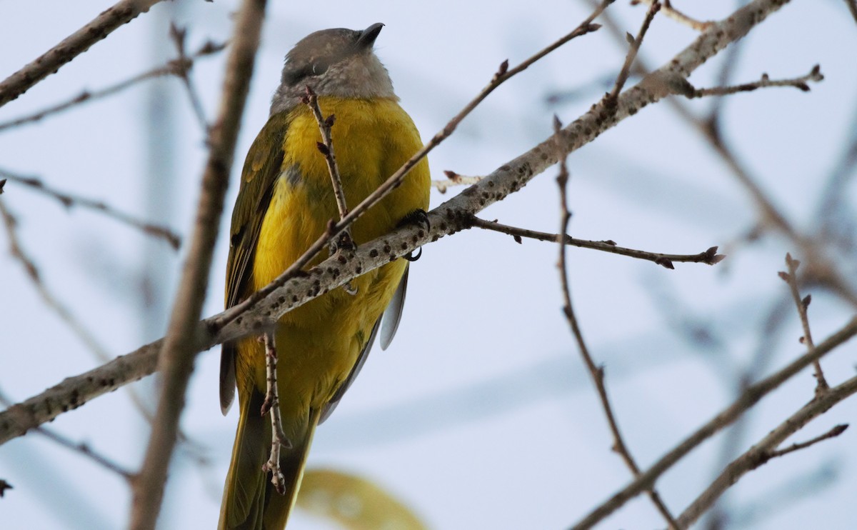 Purple-throated Cuckooshrike - ML617666555