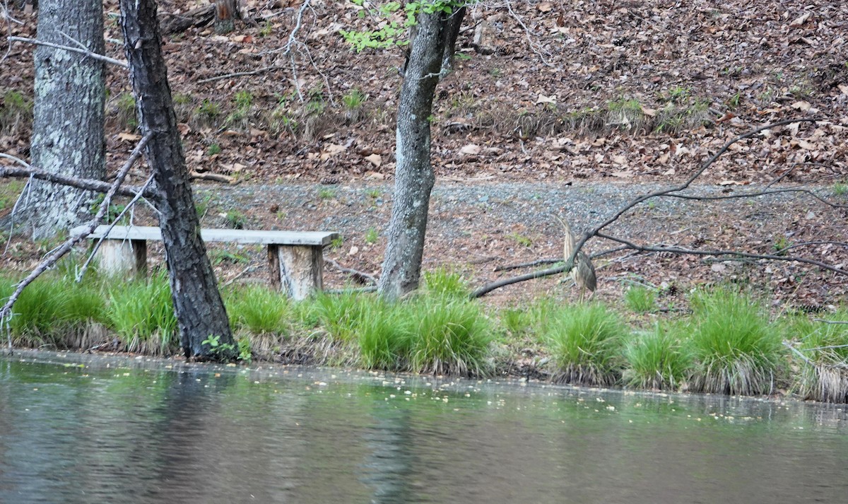 American Bittern - Christine McCluskey