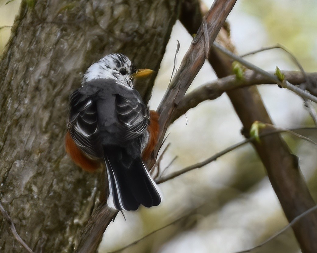 American Robin - Chip  Gilbert