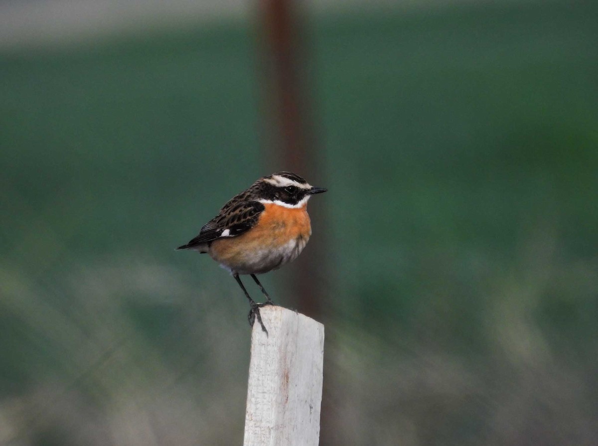 Whinchat - ML617666644